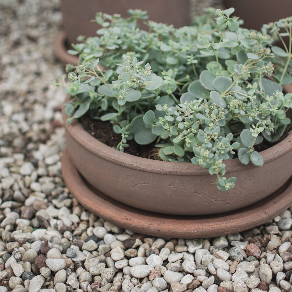 TERRA Útiblómapottur BOWL, brown