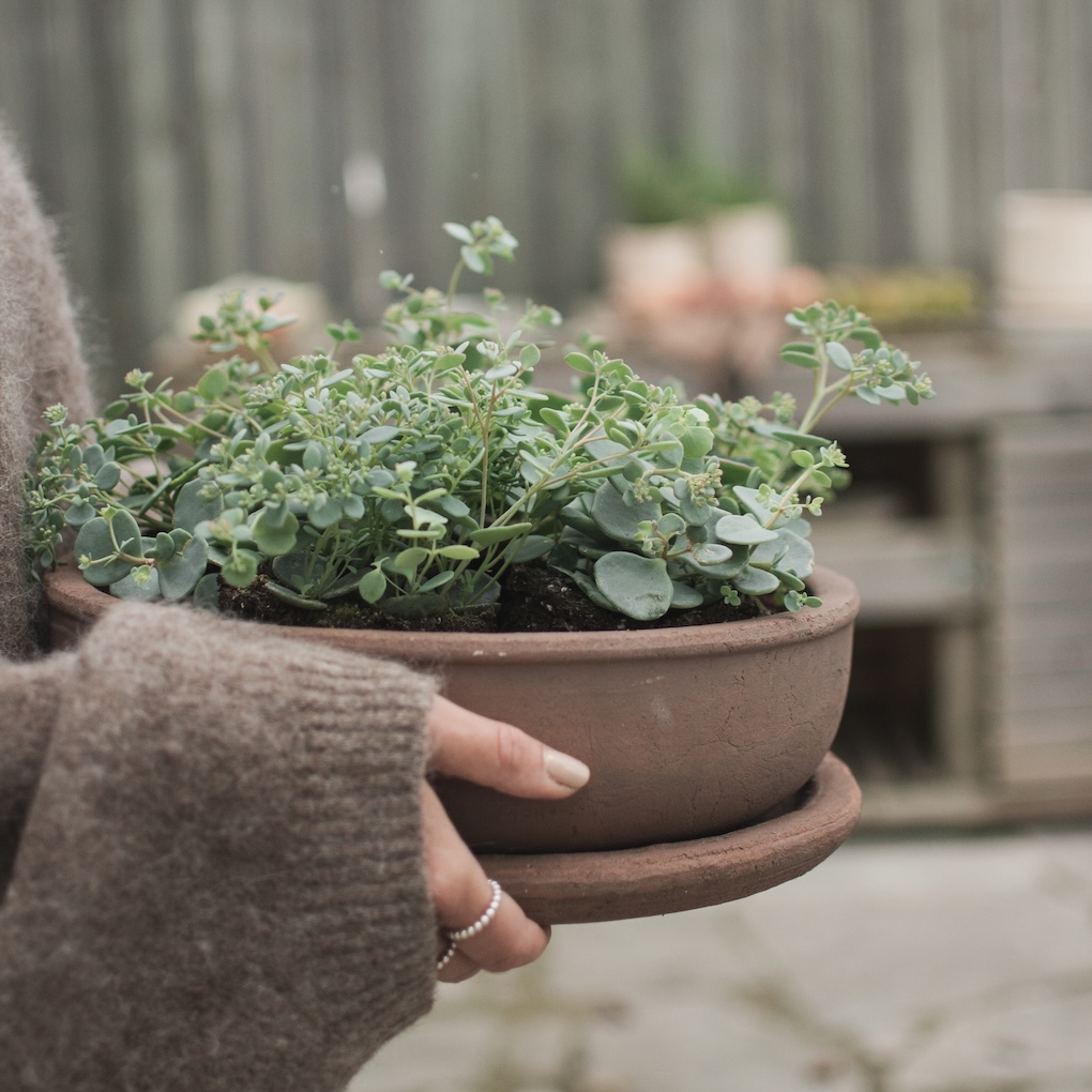 TERRA Útiblómapottur BOWL, brown